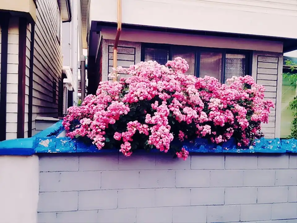 이쁘고싶은돼징
