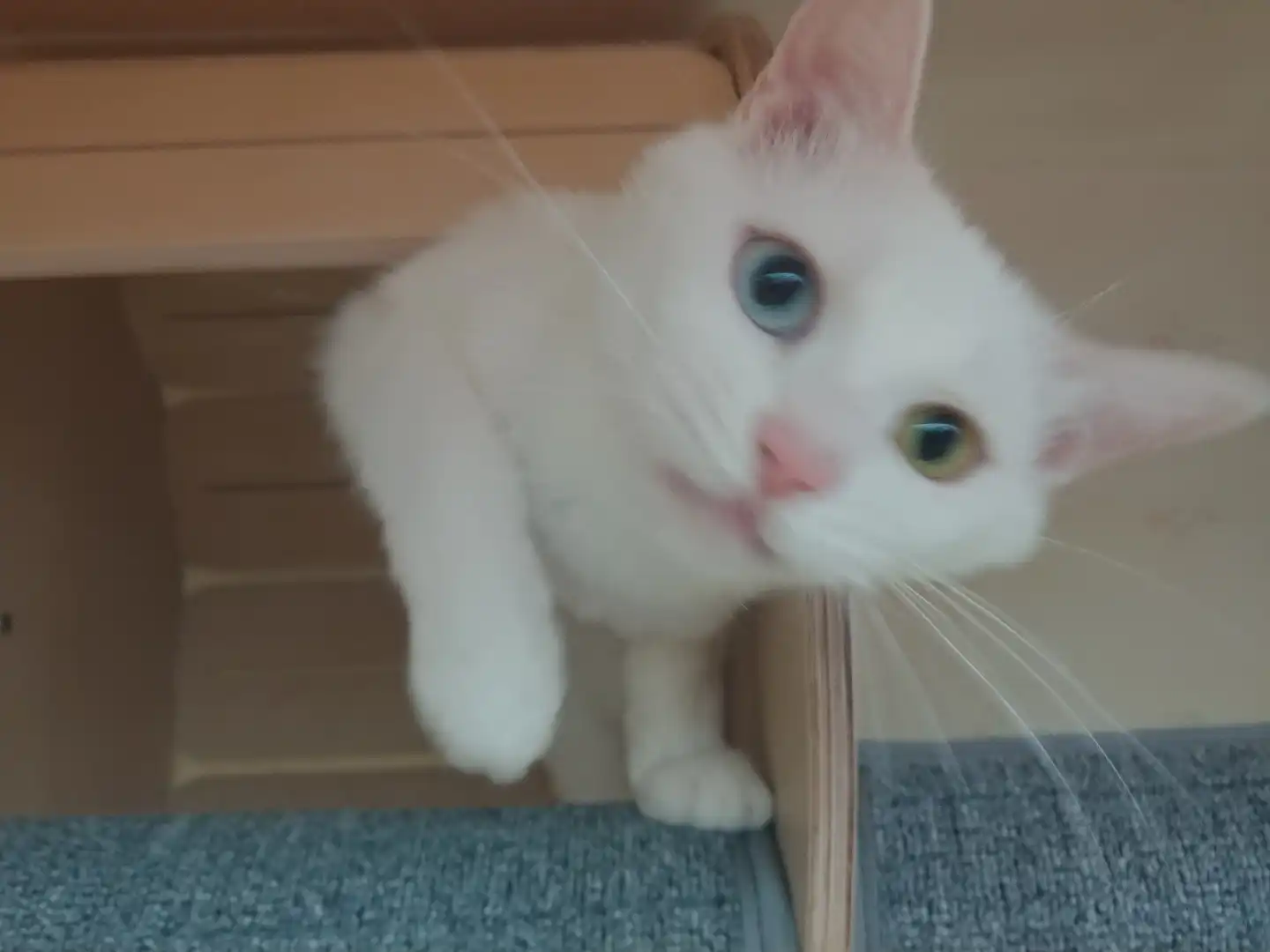 G연