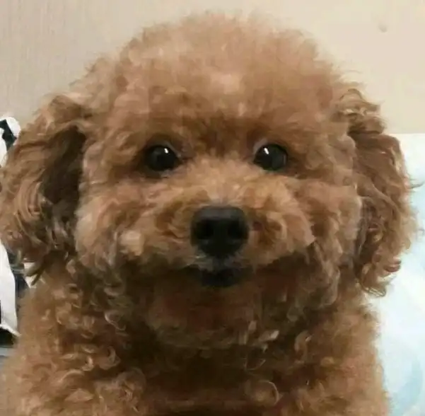 와앙_