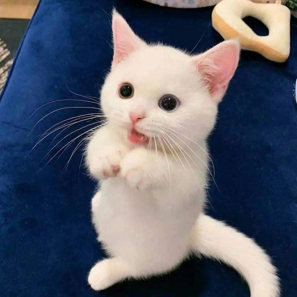 동랑둥이
