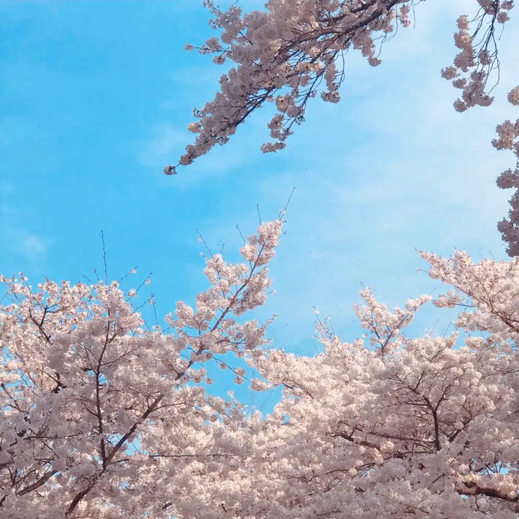 봄꽃향기