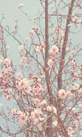 한울아띠