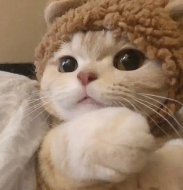 탕뚜육