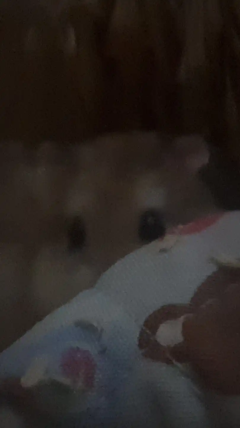 지빈뿅
