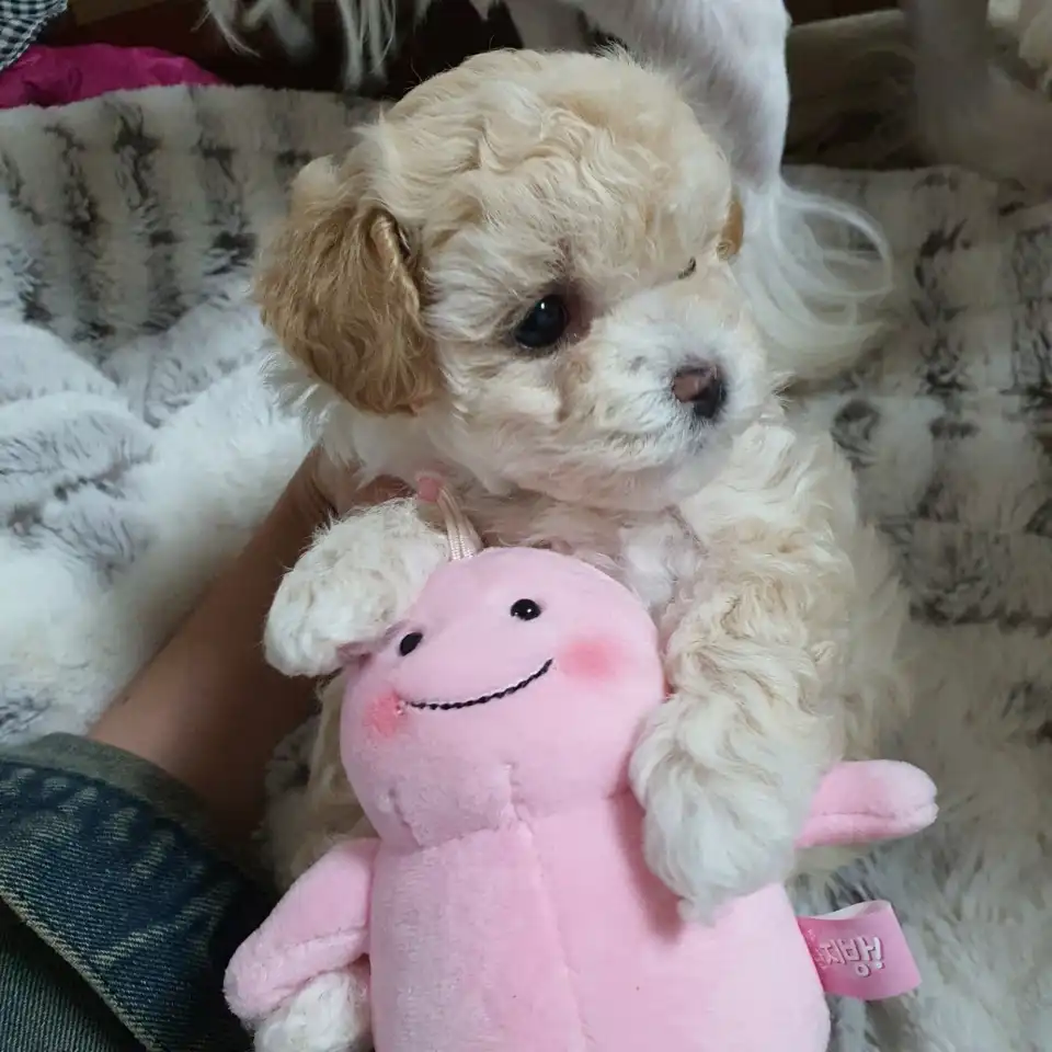 꼬쌤이