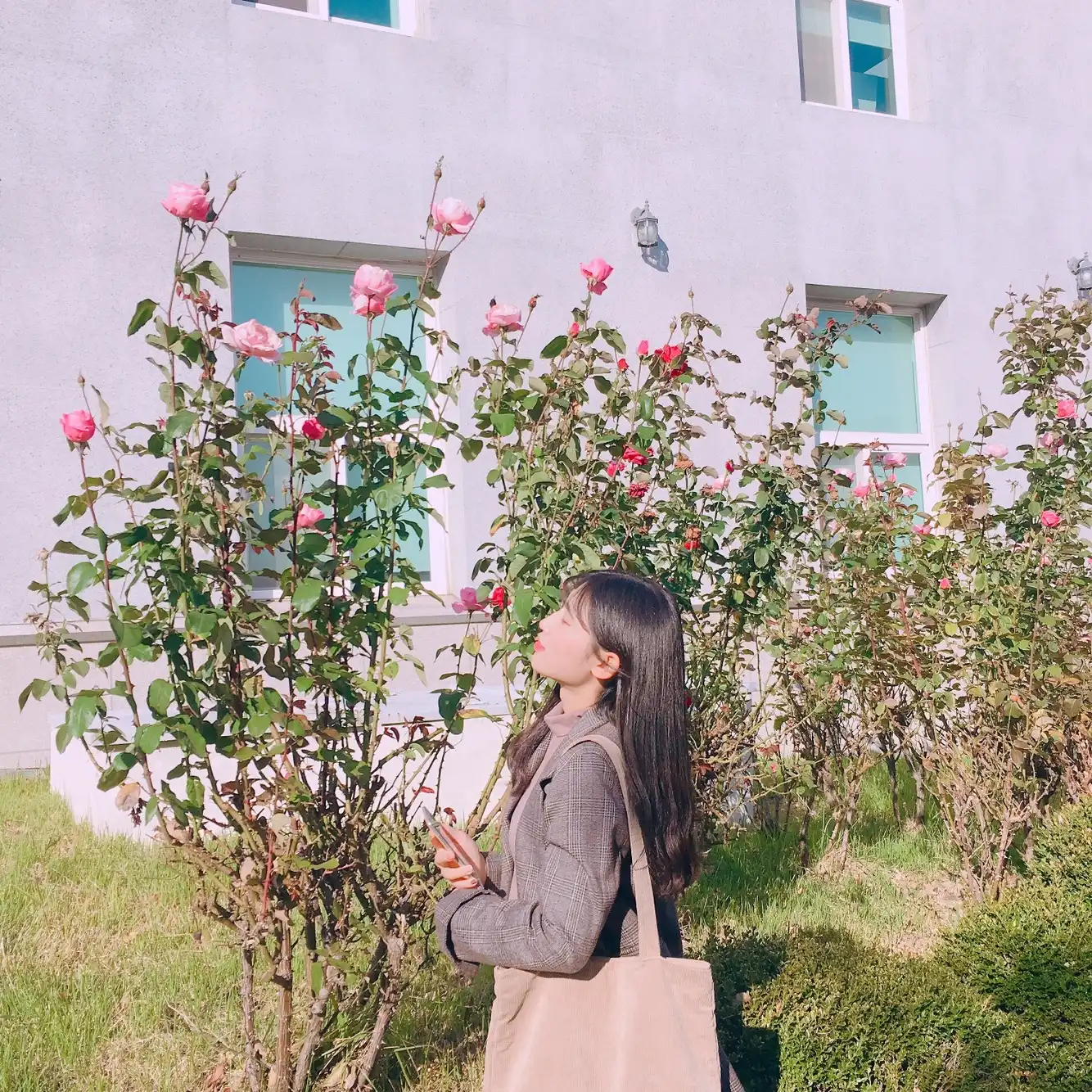 로즈히