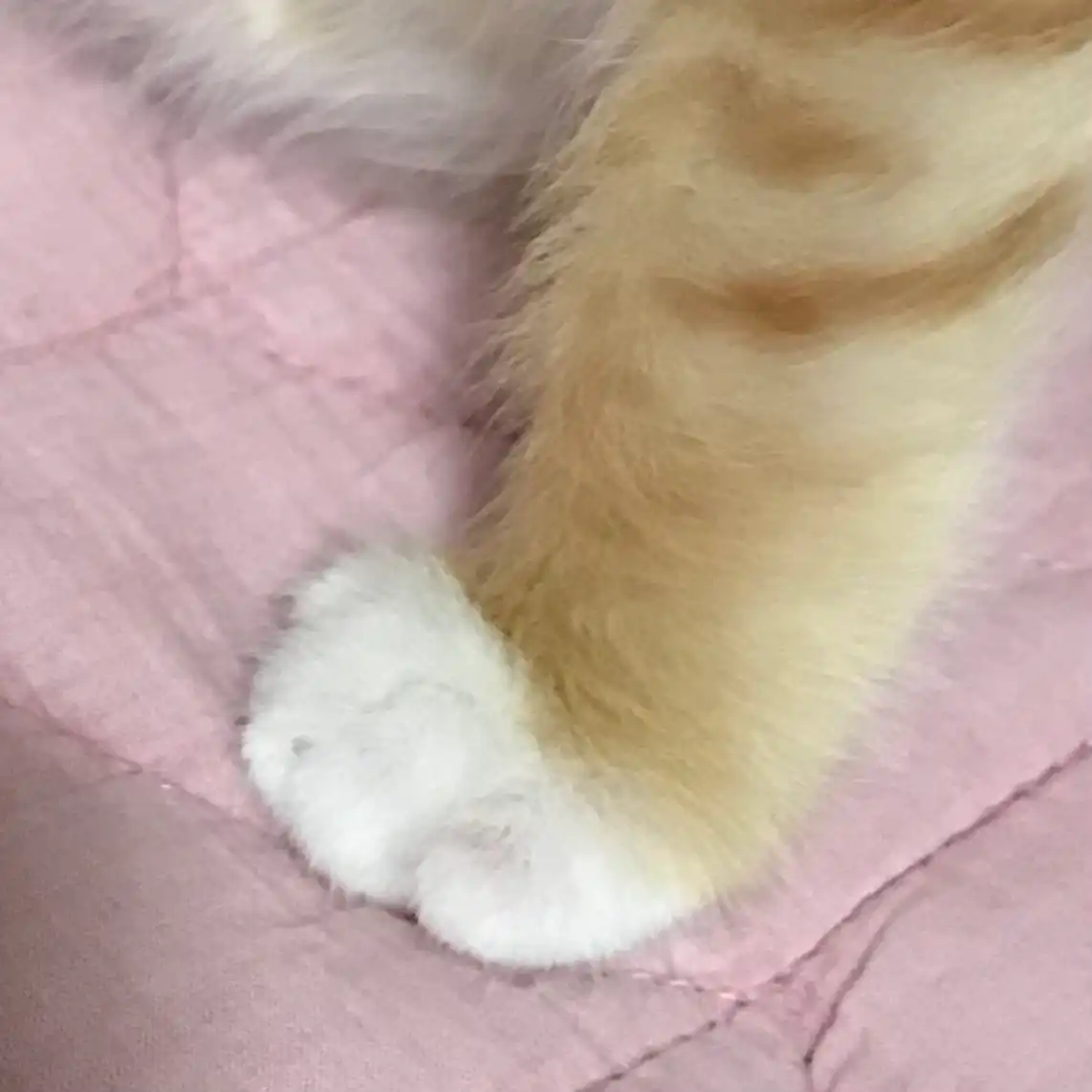 꺄ㅑ야ㅑ양