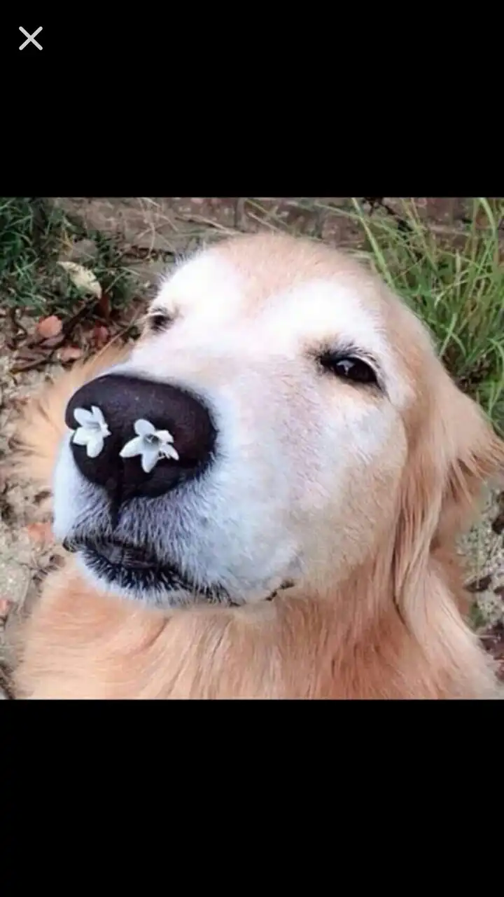 백설꽃