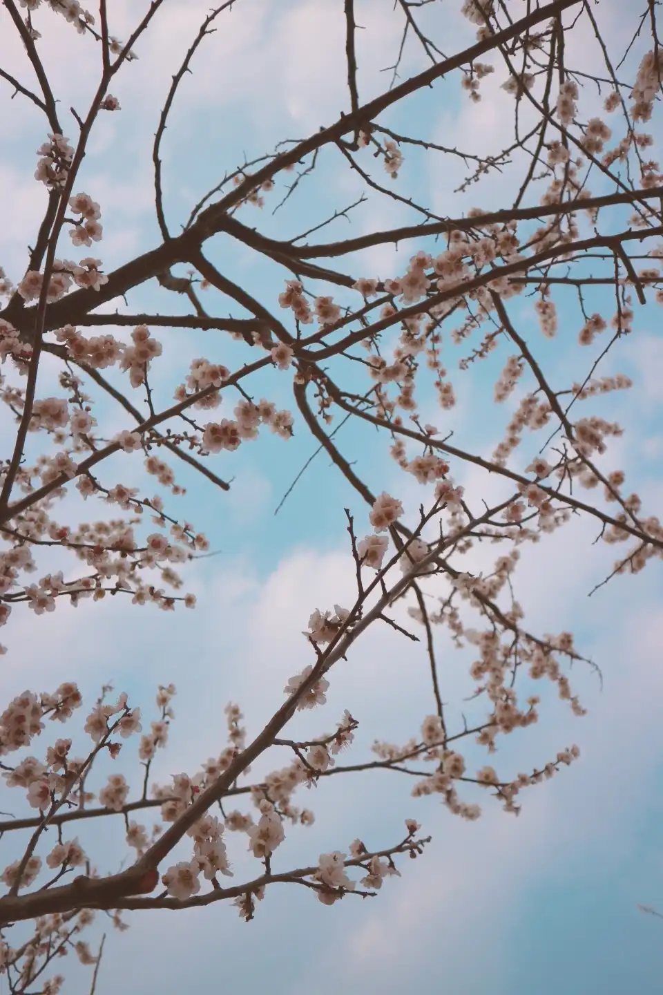 즤앙