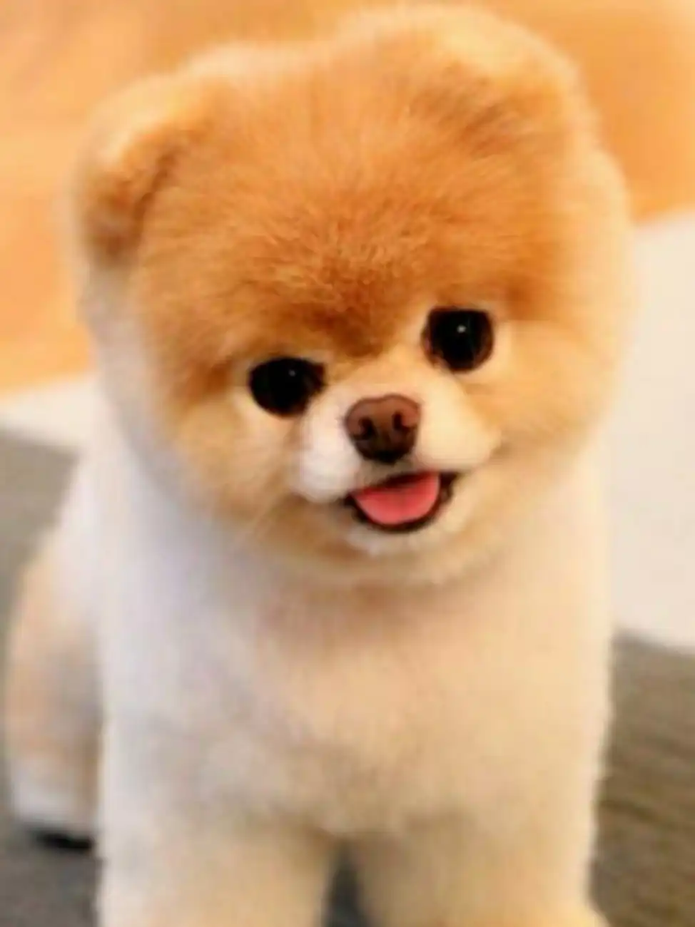 댕댕펀치
