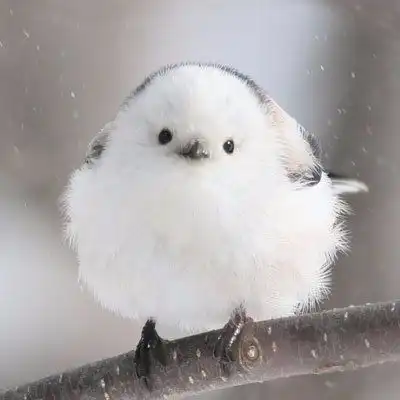 아리딤