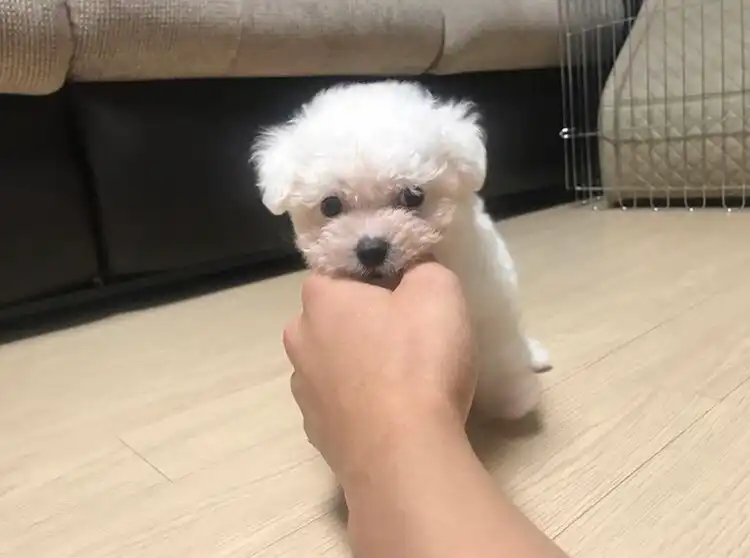 함징