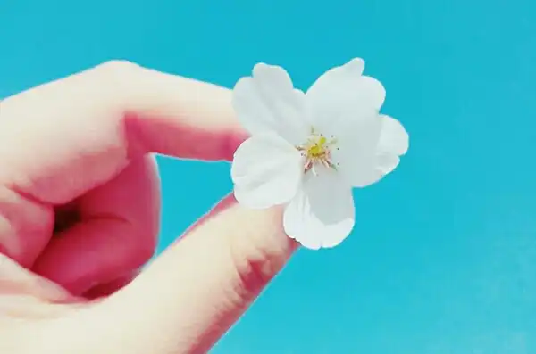 아기꼬키리