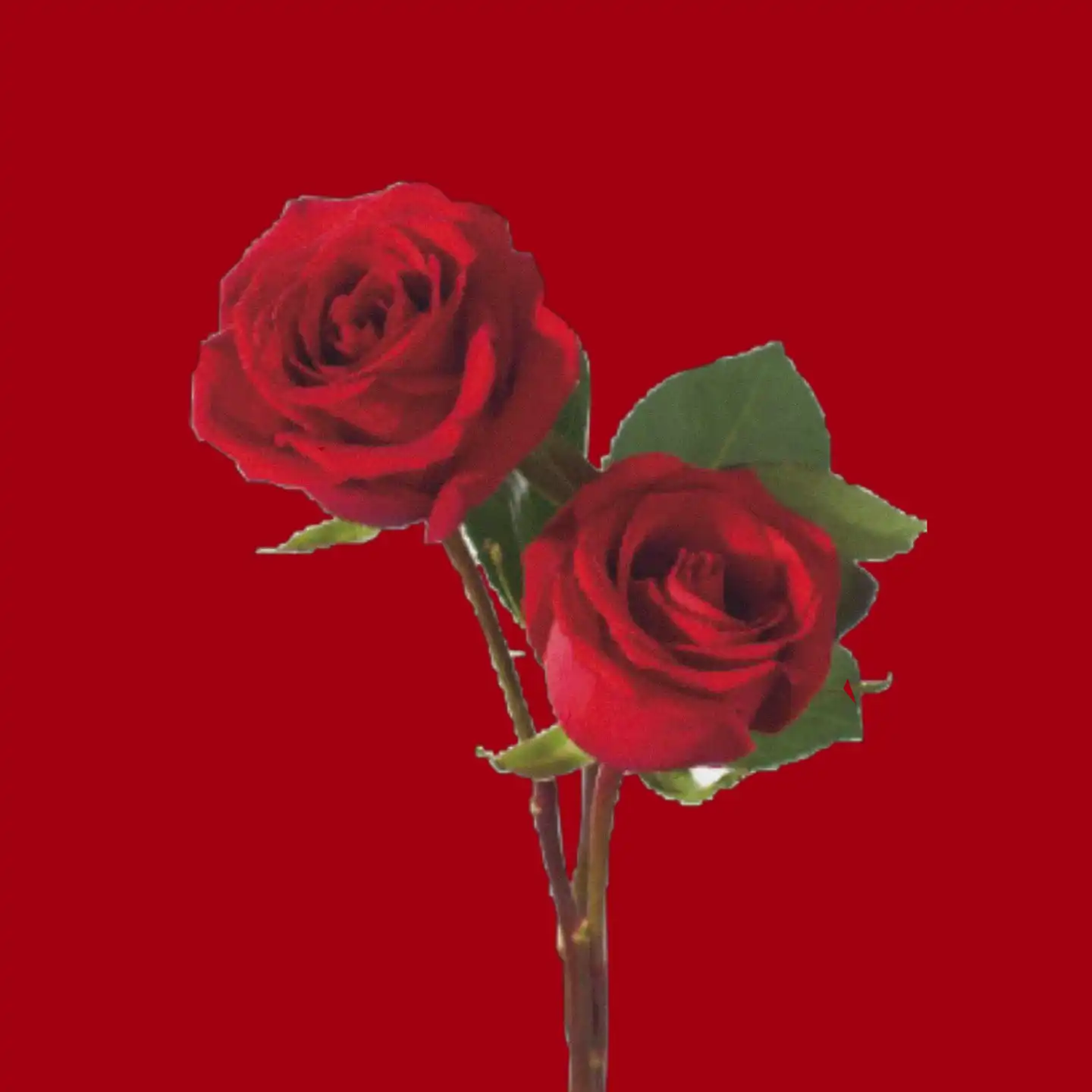rose_