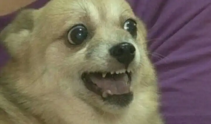 호에ㅔ에에ㅐ