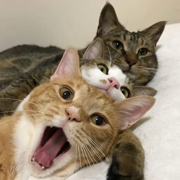 김뷰잉