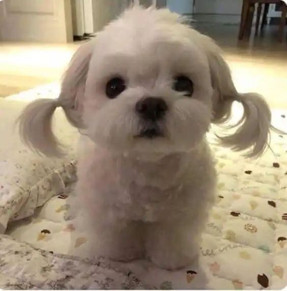 서보름