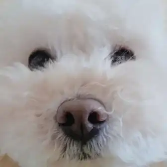 모토리도자