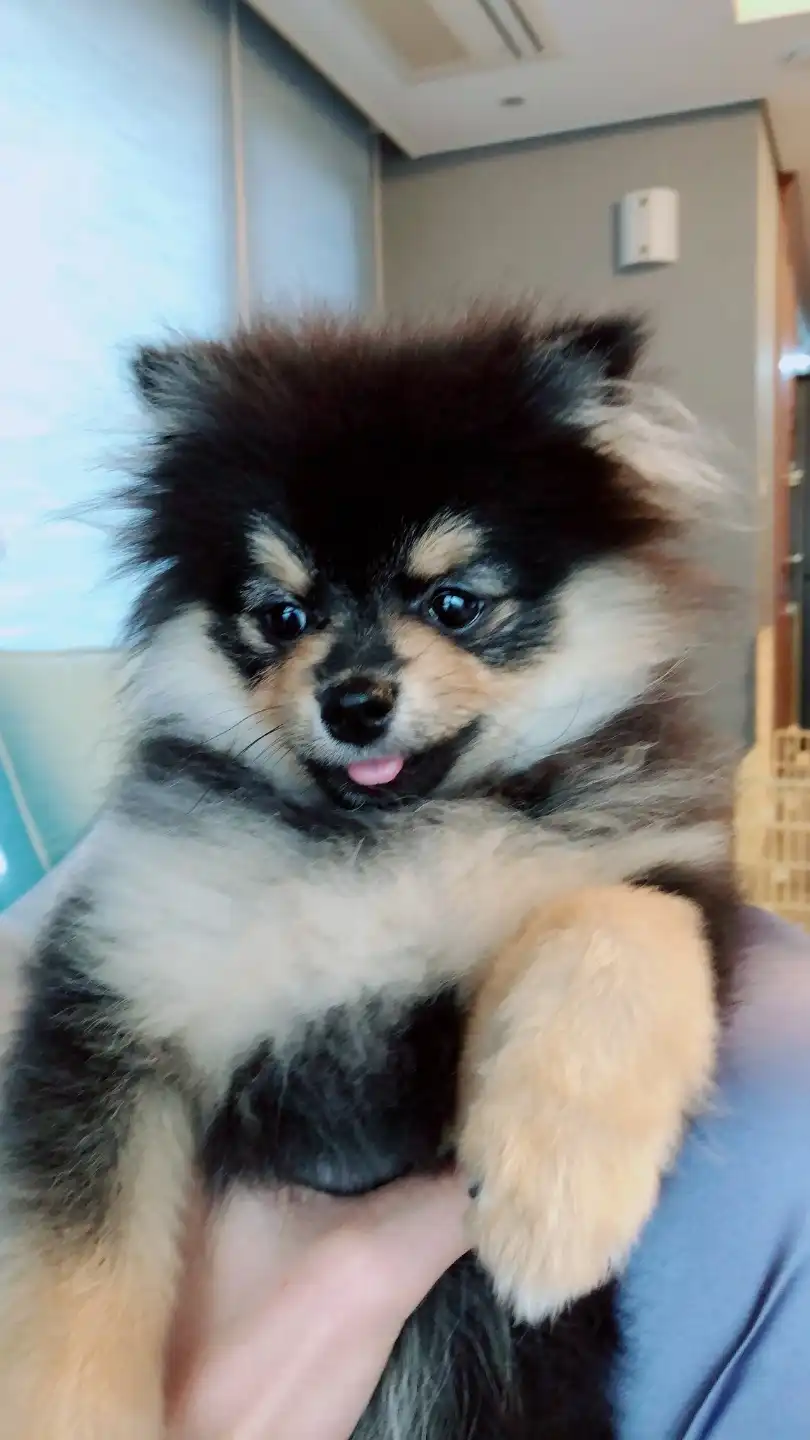 페어ㅡ리랑
