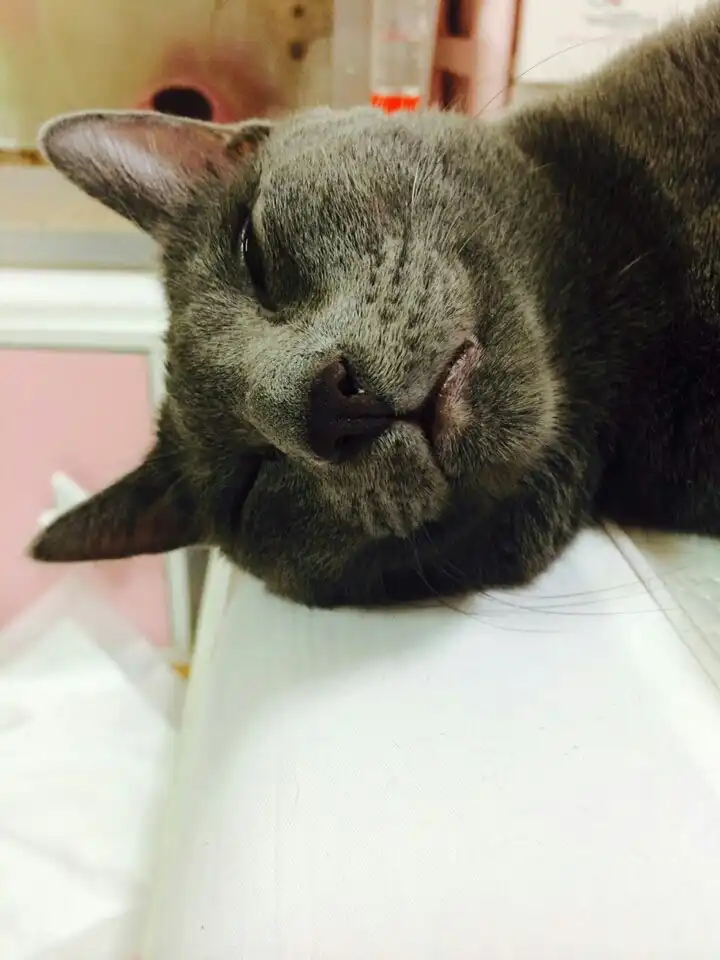 쥬블라썸