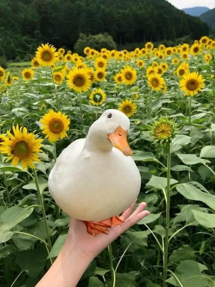 윤혜루