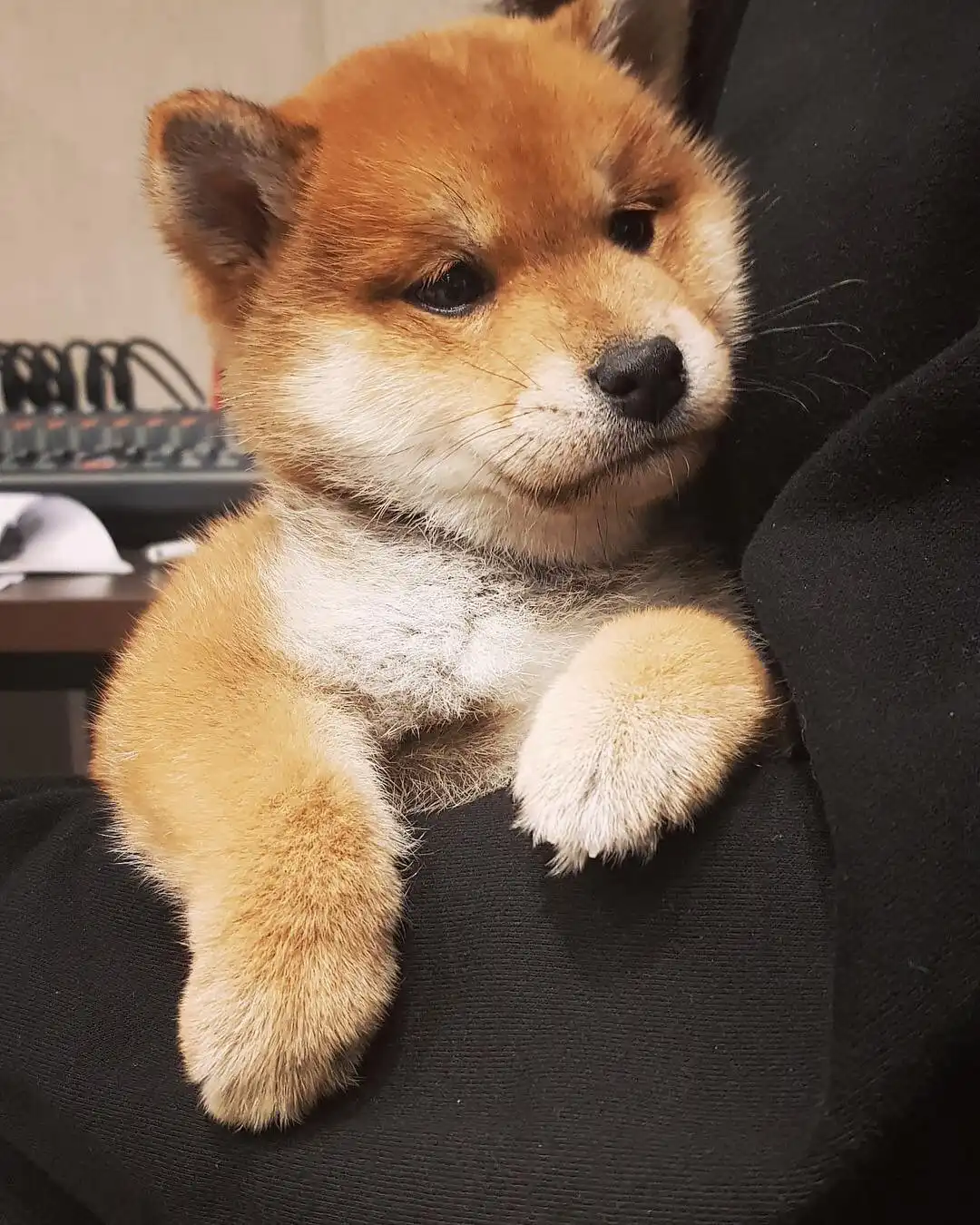 노아누나