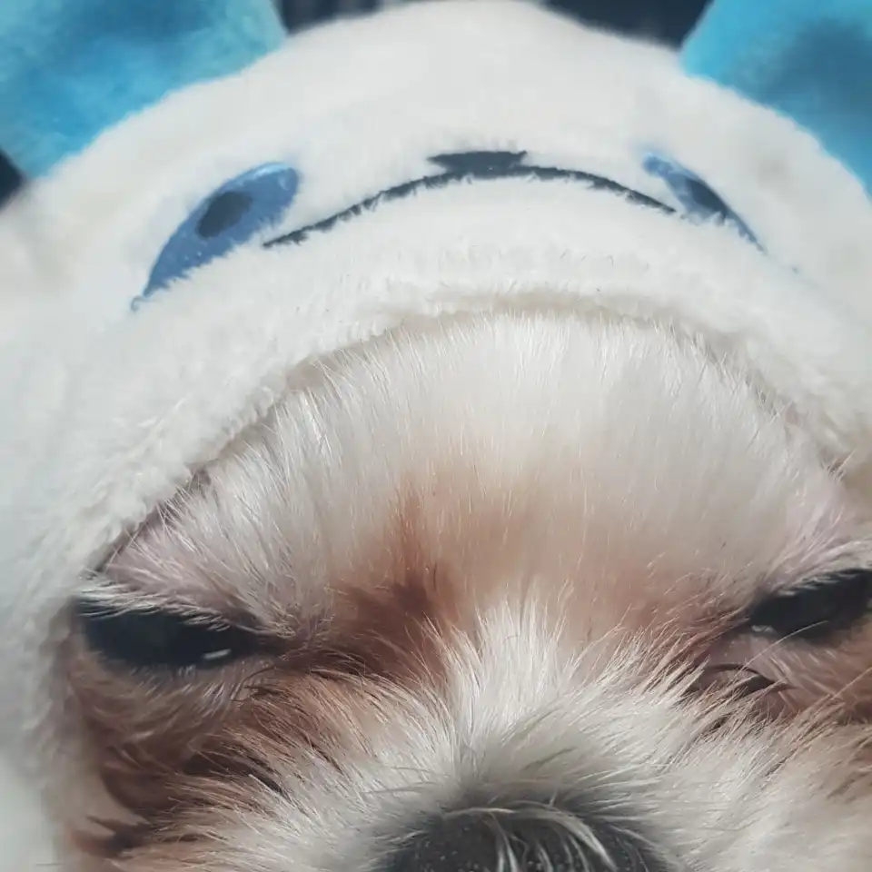 정시영