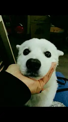 빠숭