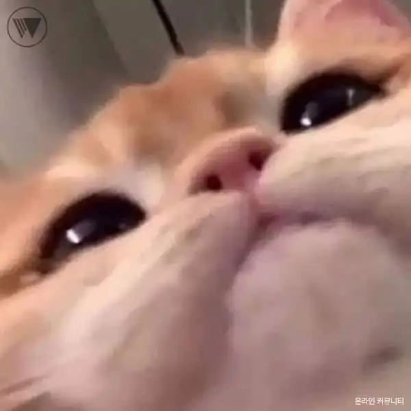 머롱롱
