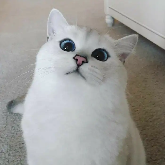 고양이다옹