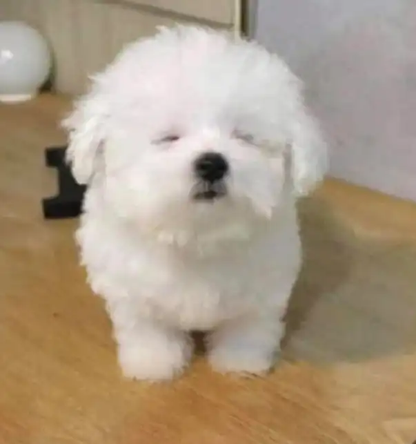 덤용
