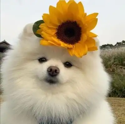 상망동피주먹