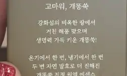 미샤 개똥쑥 진정 에센스