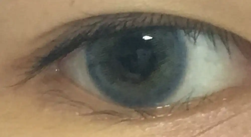 러시안벨벳 [블루]