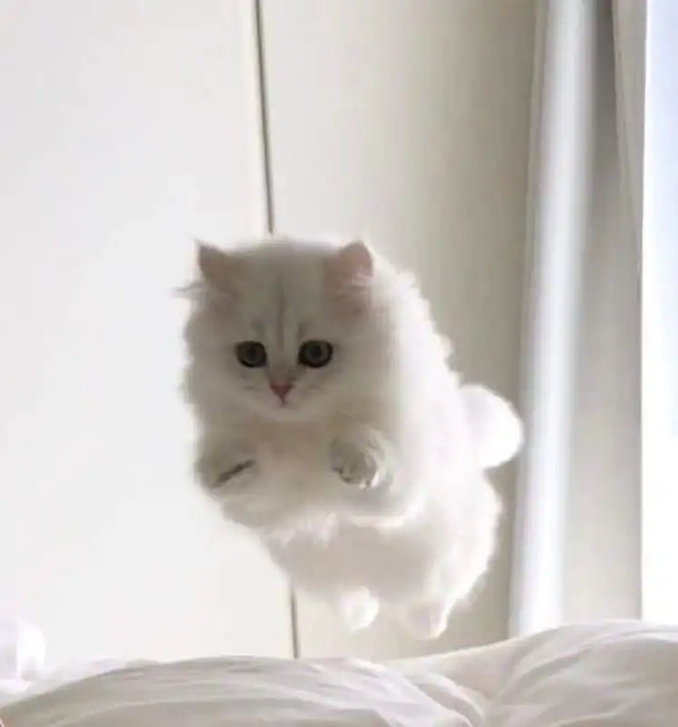 섬유향수 [코튼파우더]