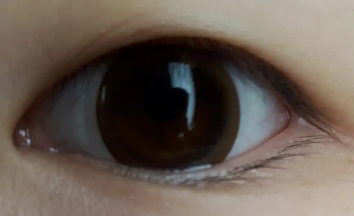 레이셀 트윙클 브라운